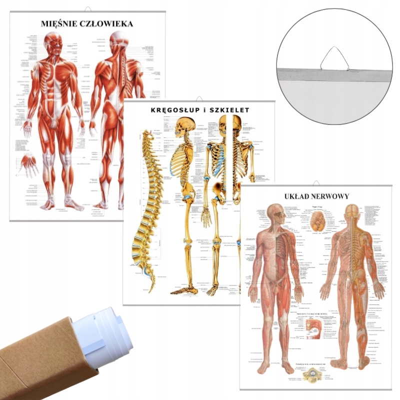 

Plansze tablice anatomiczne Mięśni Stawów i Nerwów
