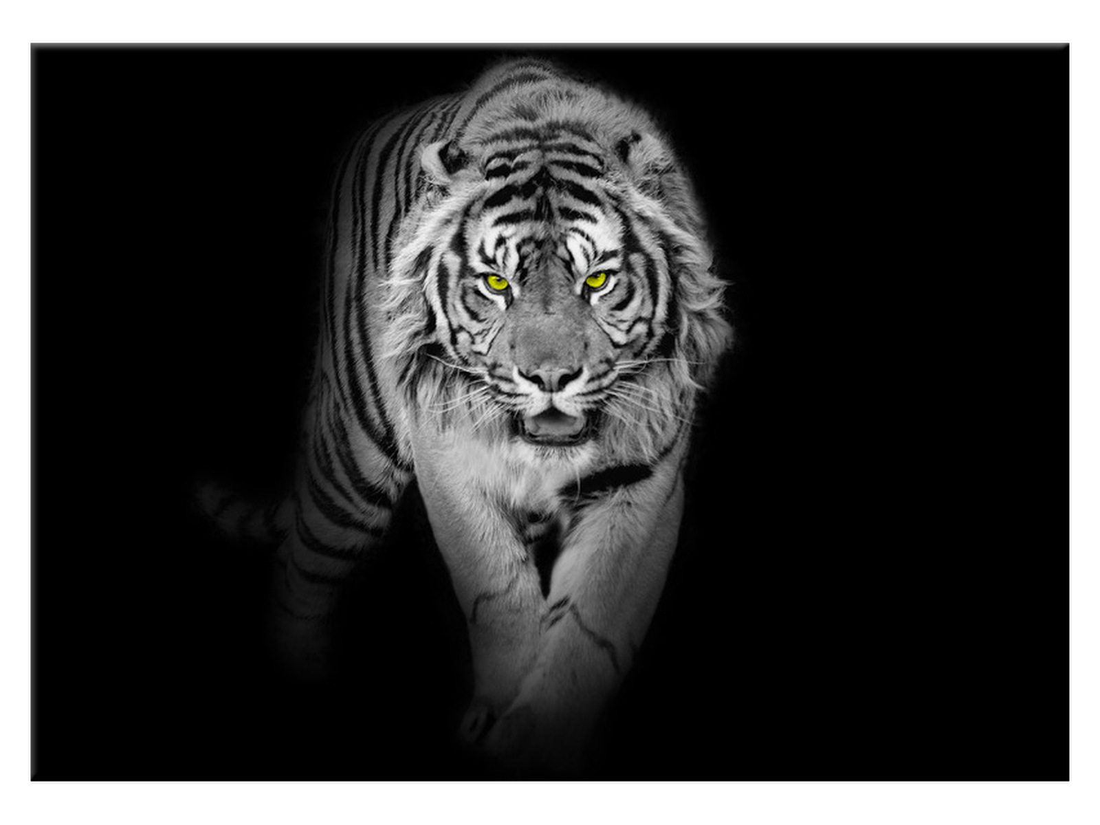 

Obraz Tygrys w mroku 70x50 Zwierzęta na płótnie