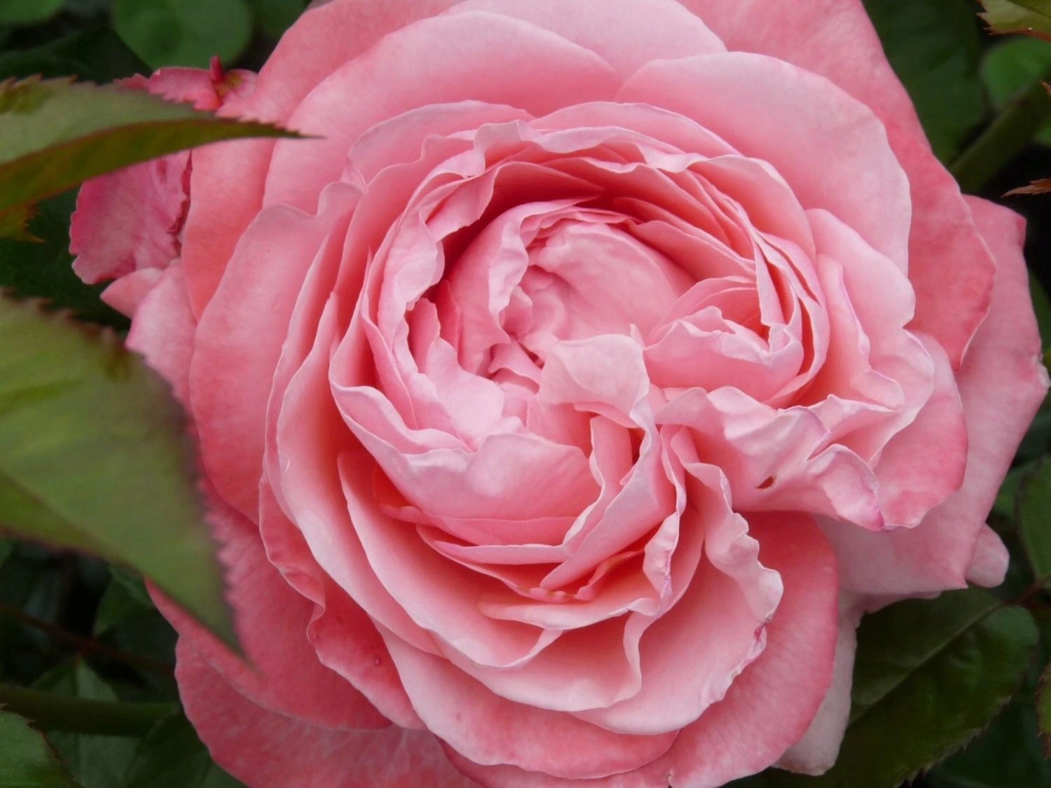 Róża Kolner Flora (specjalne opakowanie)