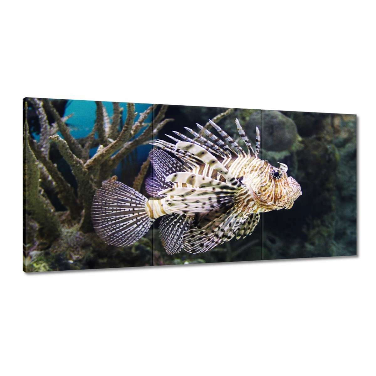 Obrazy 180x90 Rybka Podmorský život