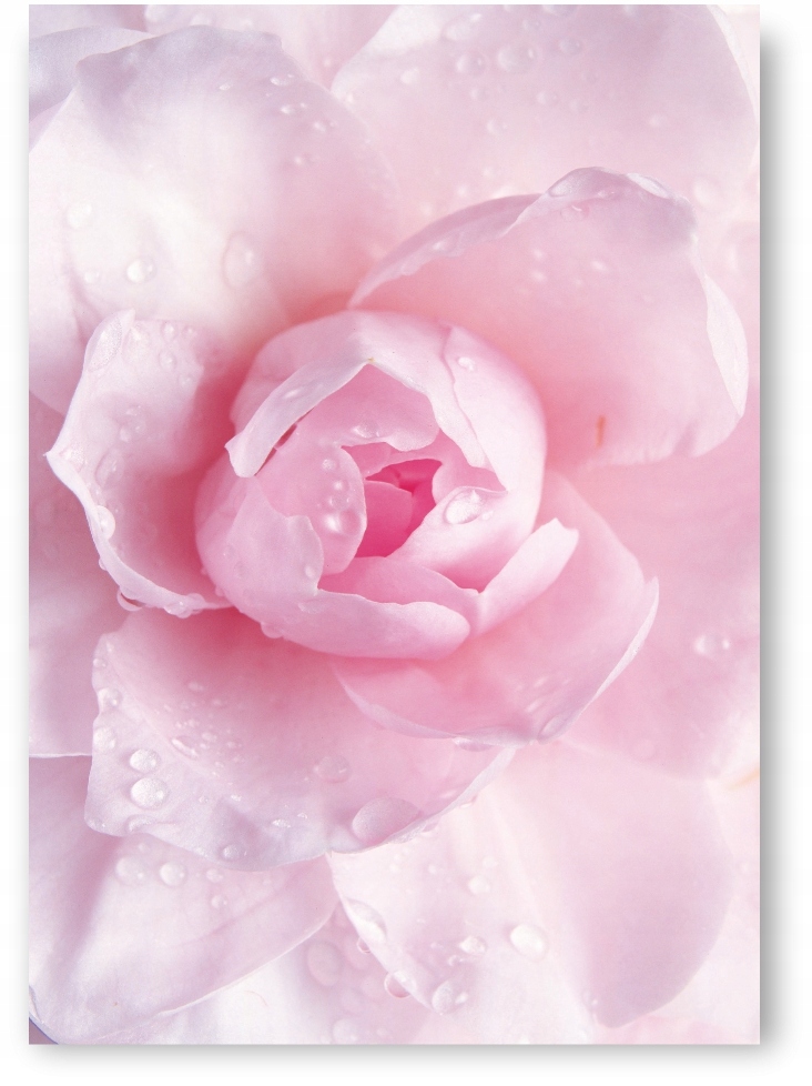 

Róża różowy plakat obraz 21x30cm #177