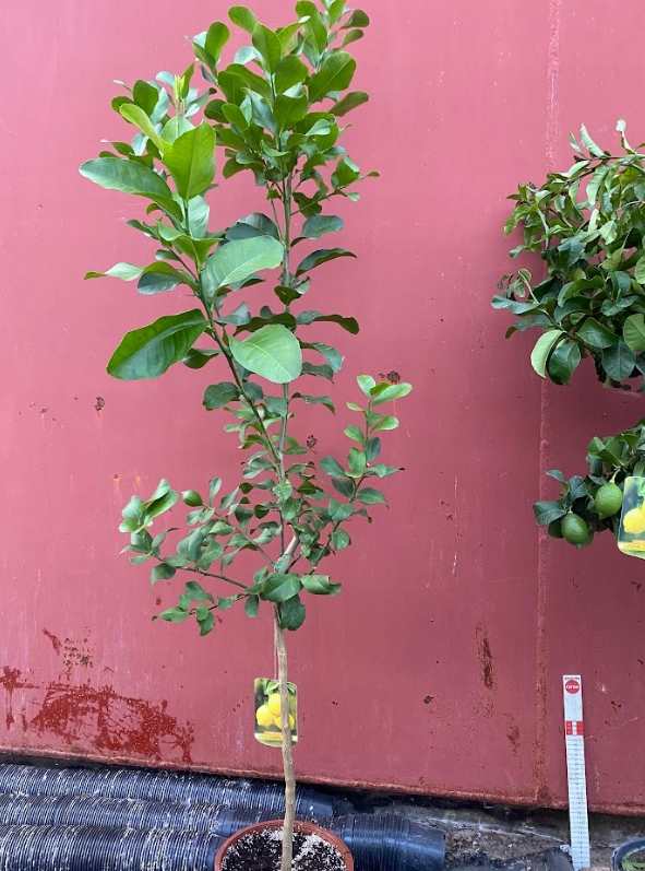 Cytryna małe drzewo XL