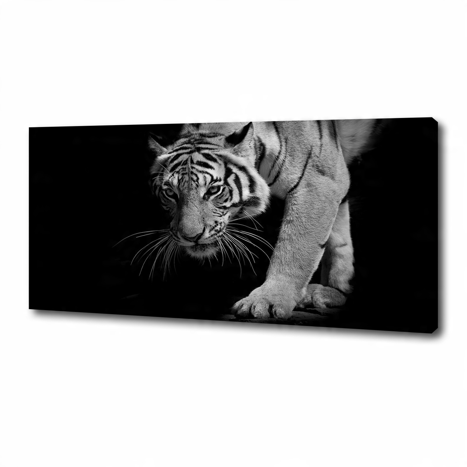 

Foto obraz duży canvas na ścianę Tygrys 125x50 cm