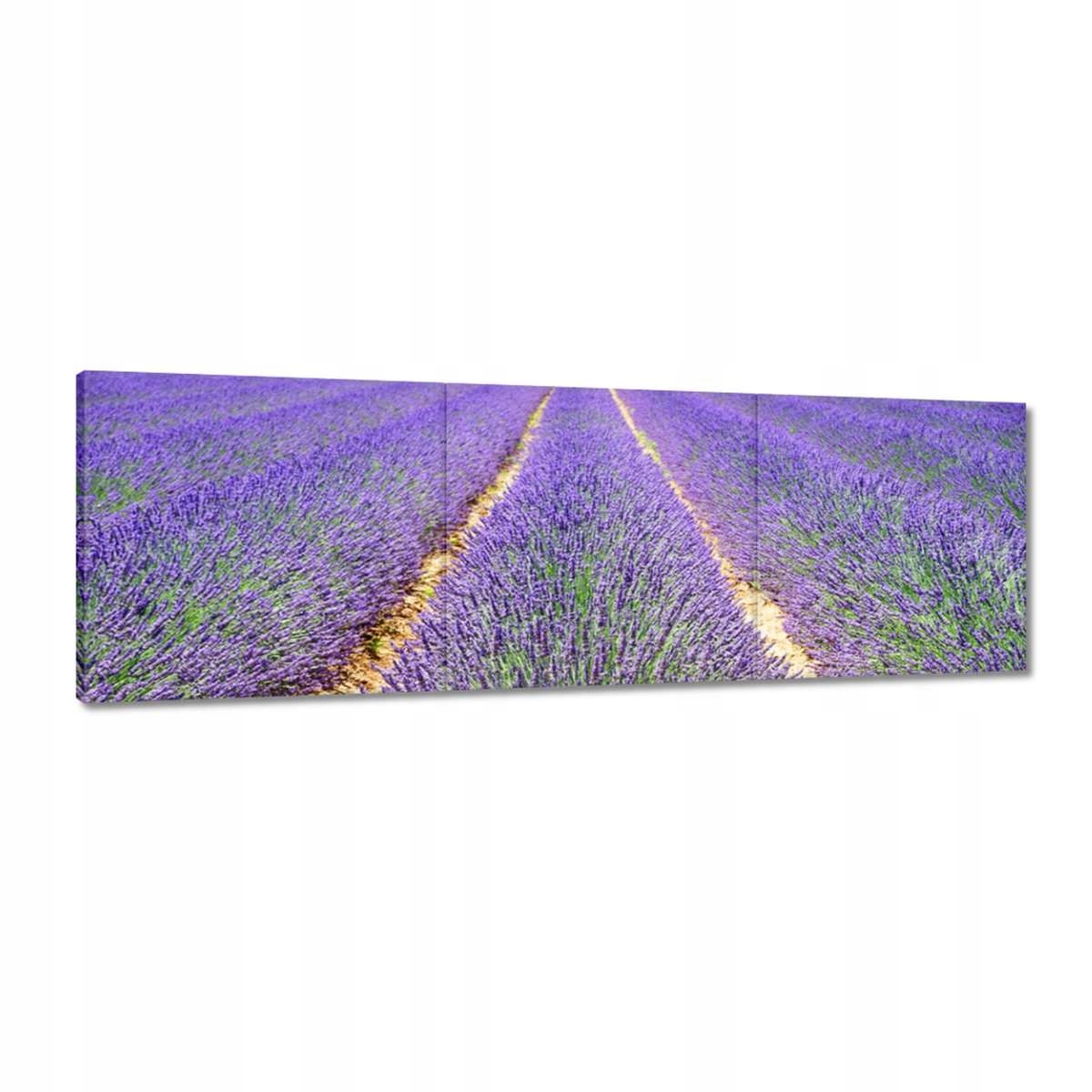 Obrazy 120x40 Levandule