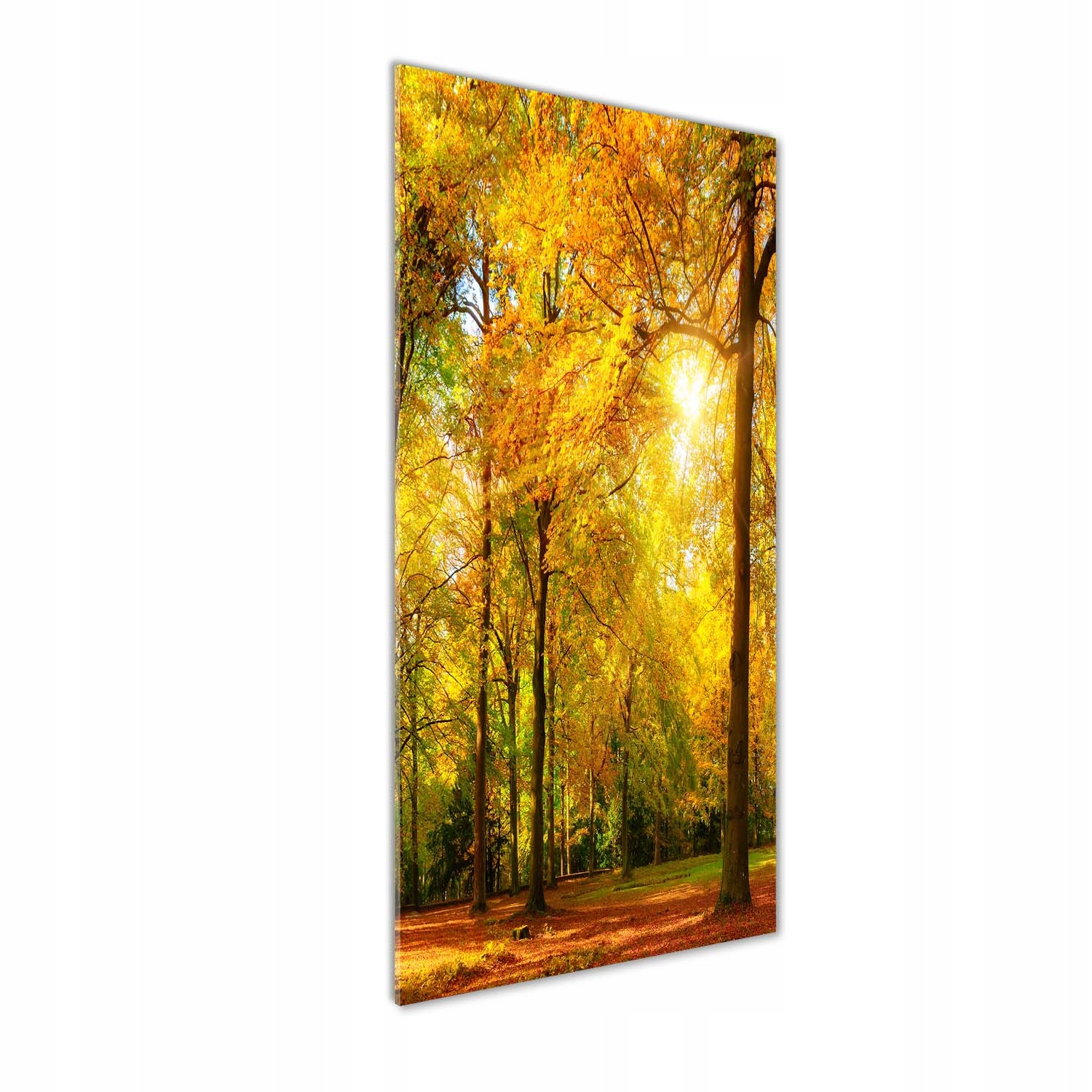 

Nowoczesny fotoobraz akrylowy Las jesienią 50x125