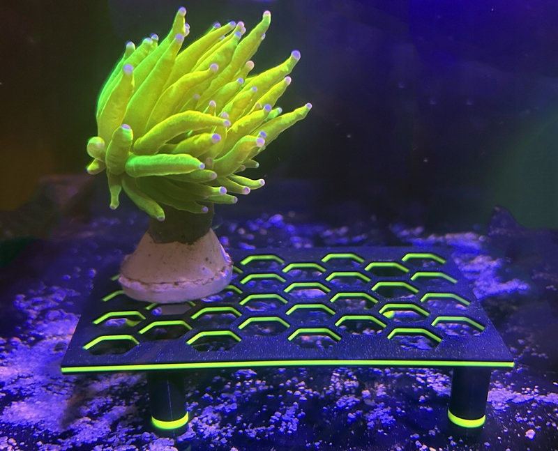 Mały frag rack stojak na koralowce