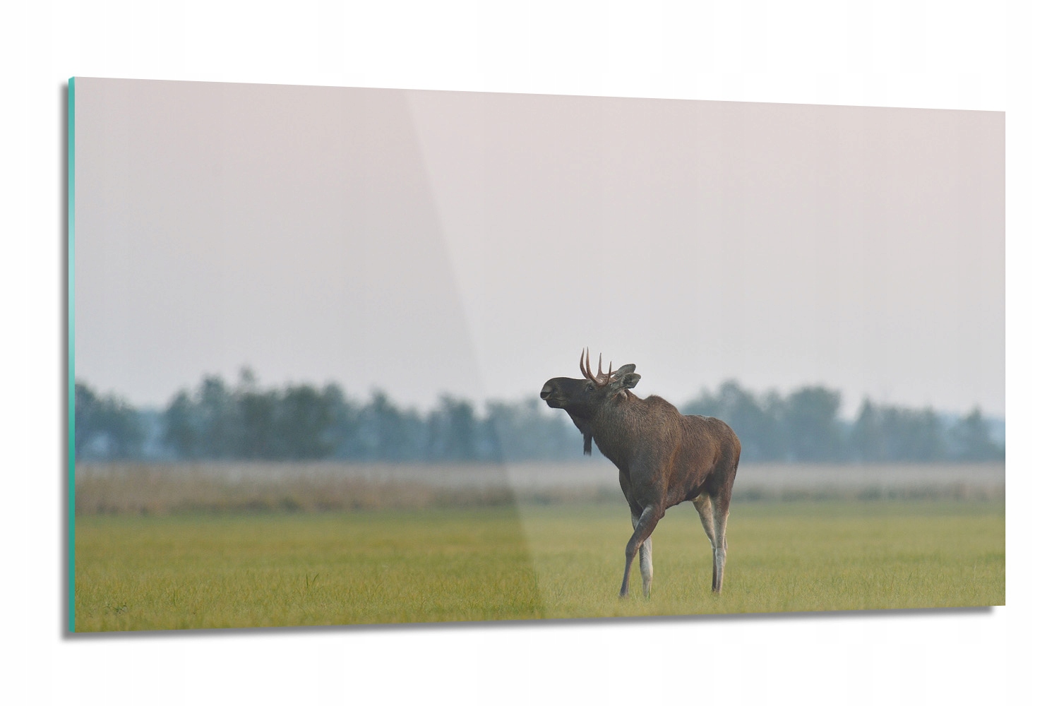 sklenená doska Los tráva na stenu 120x60 sklo