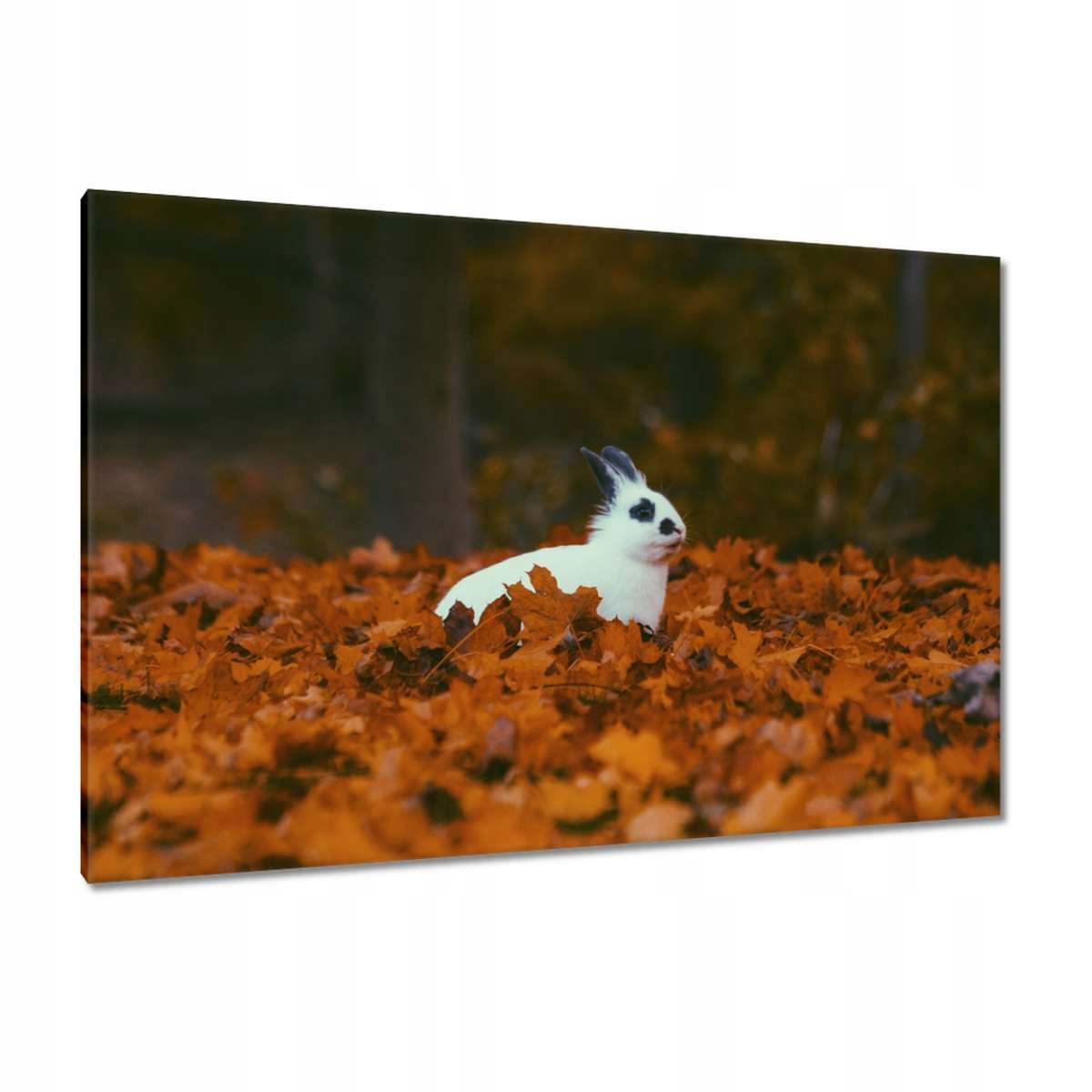 Obrazy 120x80 Zvířata Zvířátka