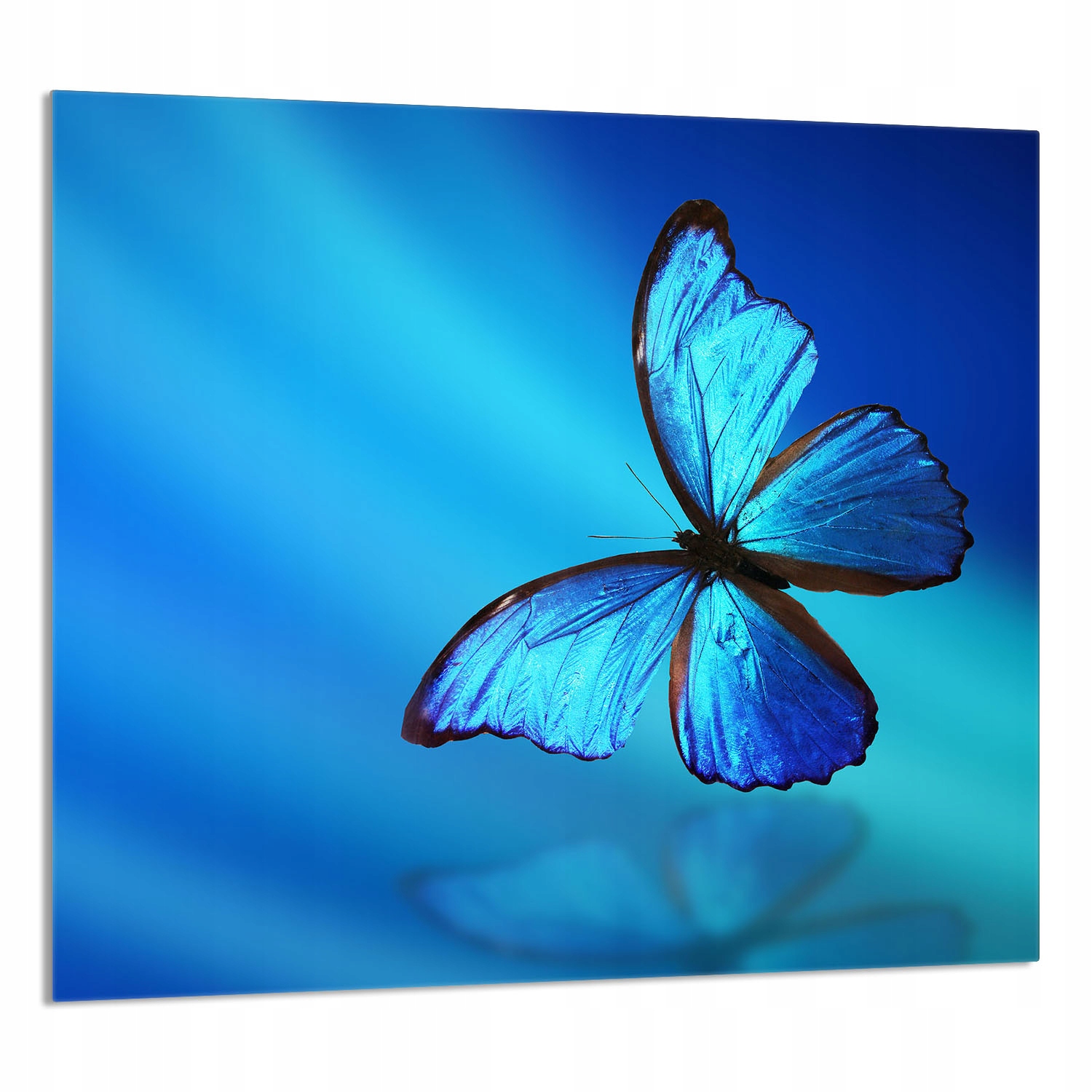 Skleněný Panel Do Kuchyně 65x60 Motýl Tvrzené Sklo