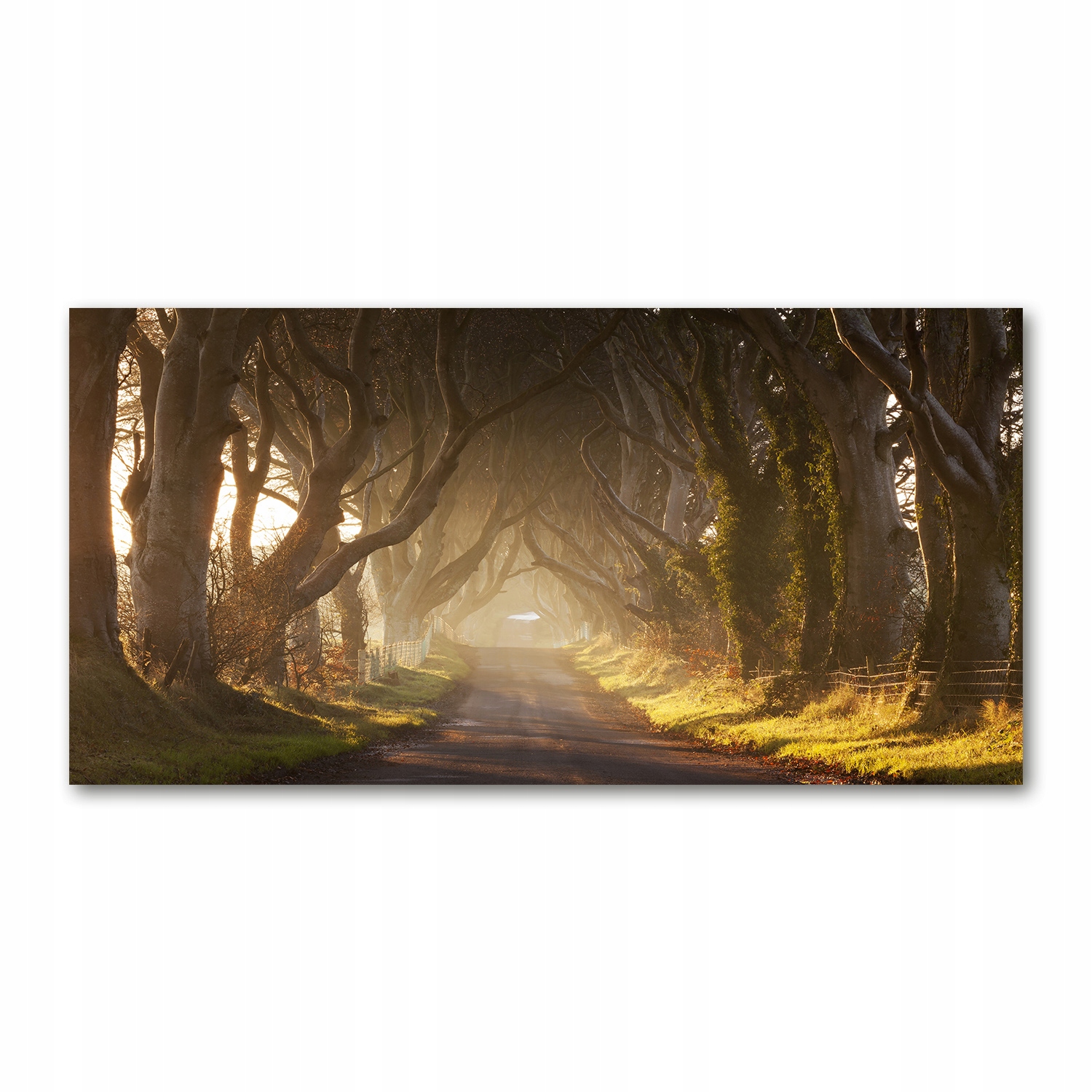 

Foto obraz akryl zdjęcie Mgła w lesie 120X60 cm