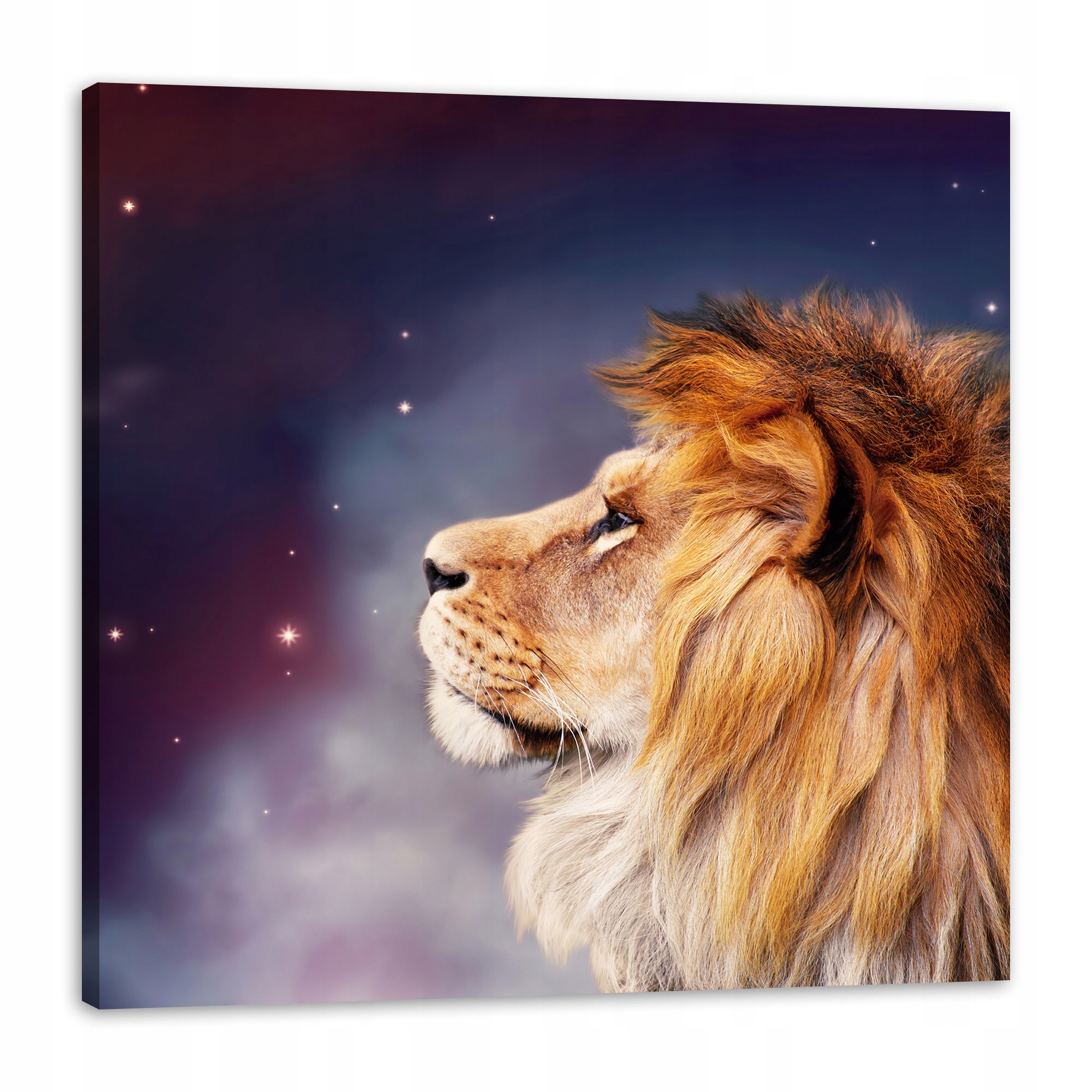 Obraz na plátně Tvář lva mezi hvězdami 80 x 80 cm Ideální jako dárek