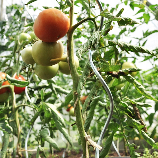 Podpora do roślin spirala aluminiowa / h280 cm - 3szt. EAN (GTIN) 5907633273052