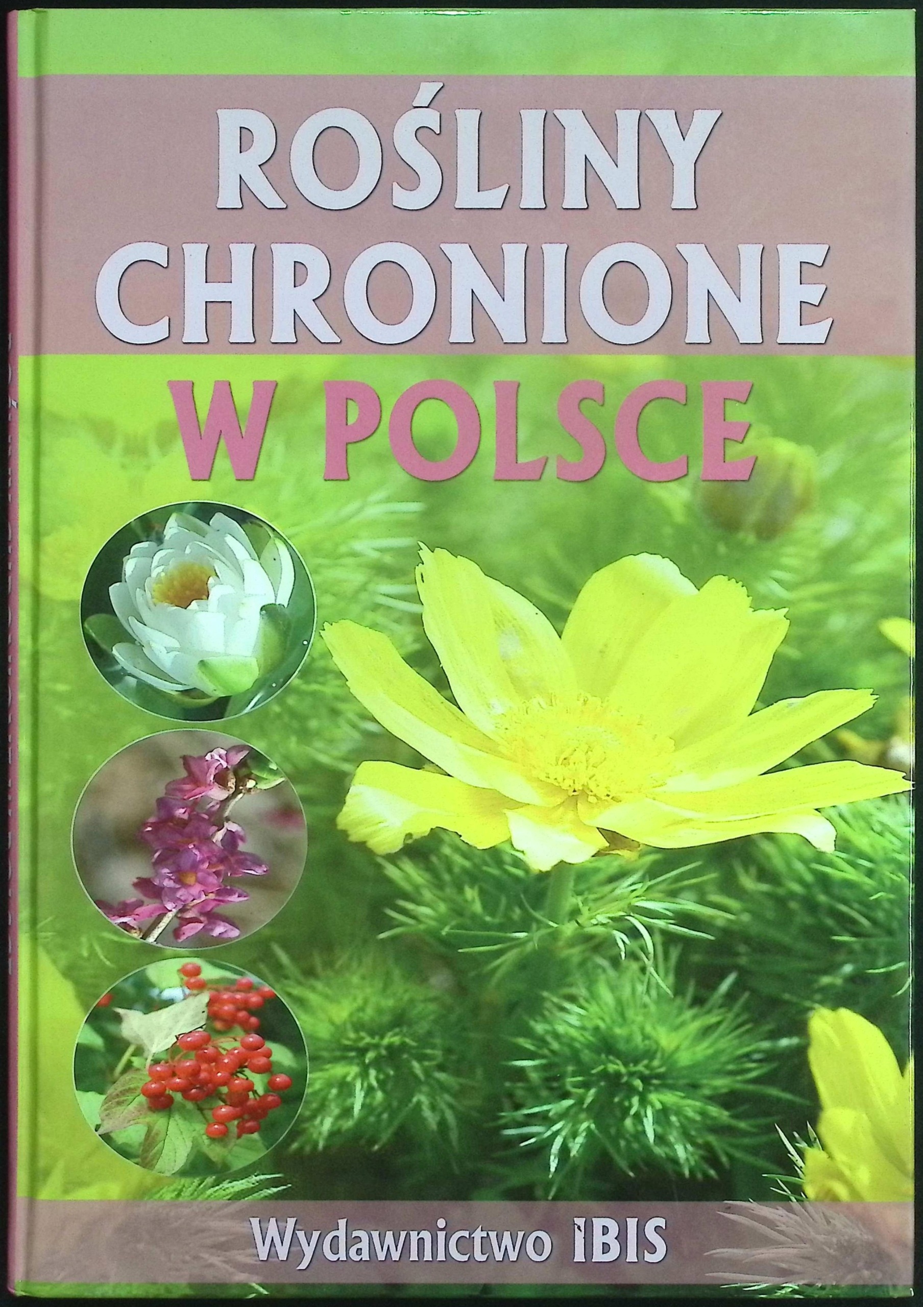 Rośliny chronione w Polsce Sieńko-Holewa