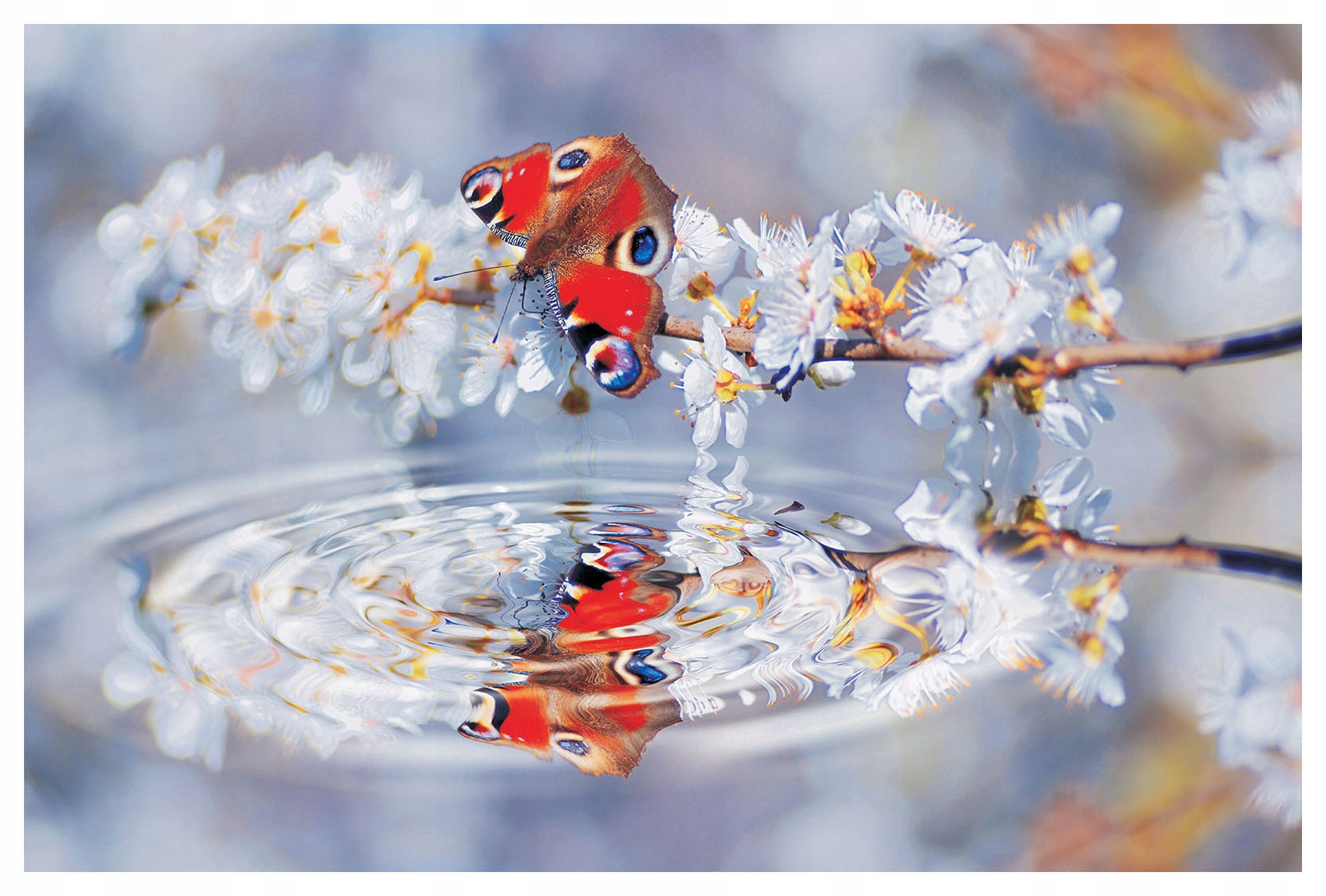 Vinylová fototapeta Motýľ na kvitnúcej vetve Harmónia 208x146 lepidlo