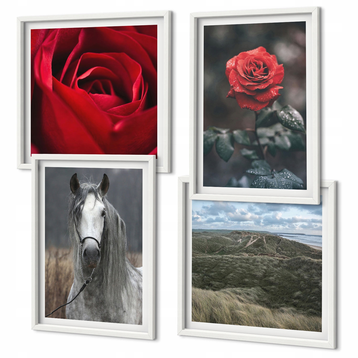 Domácí galerie obrazů Červené růže a kůň v šedém prostředí Bílý rám