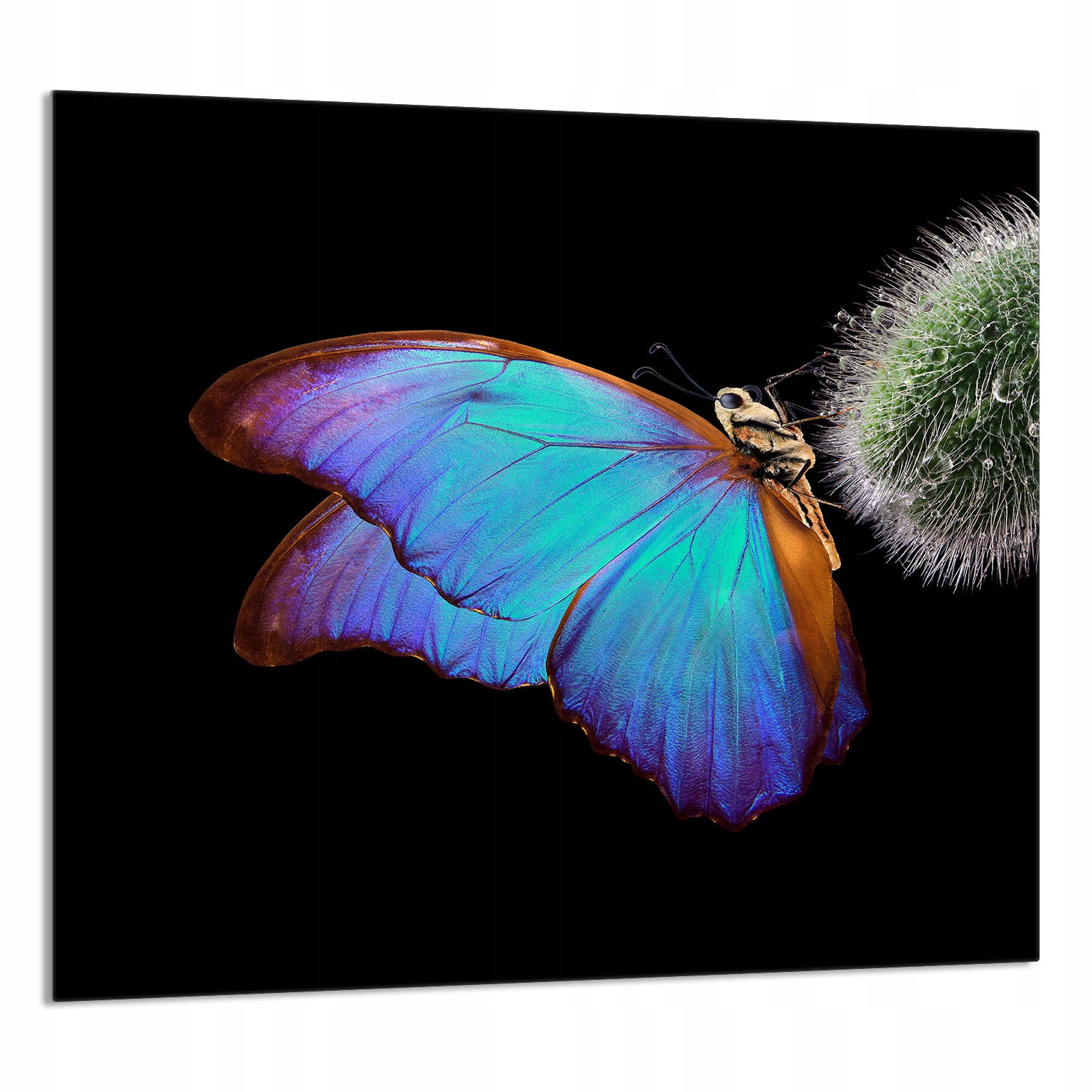 Skleněný Panel Do Kuchyně 65x60 Motýl Tvrzené Sklo