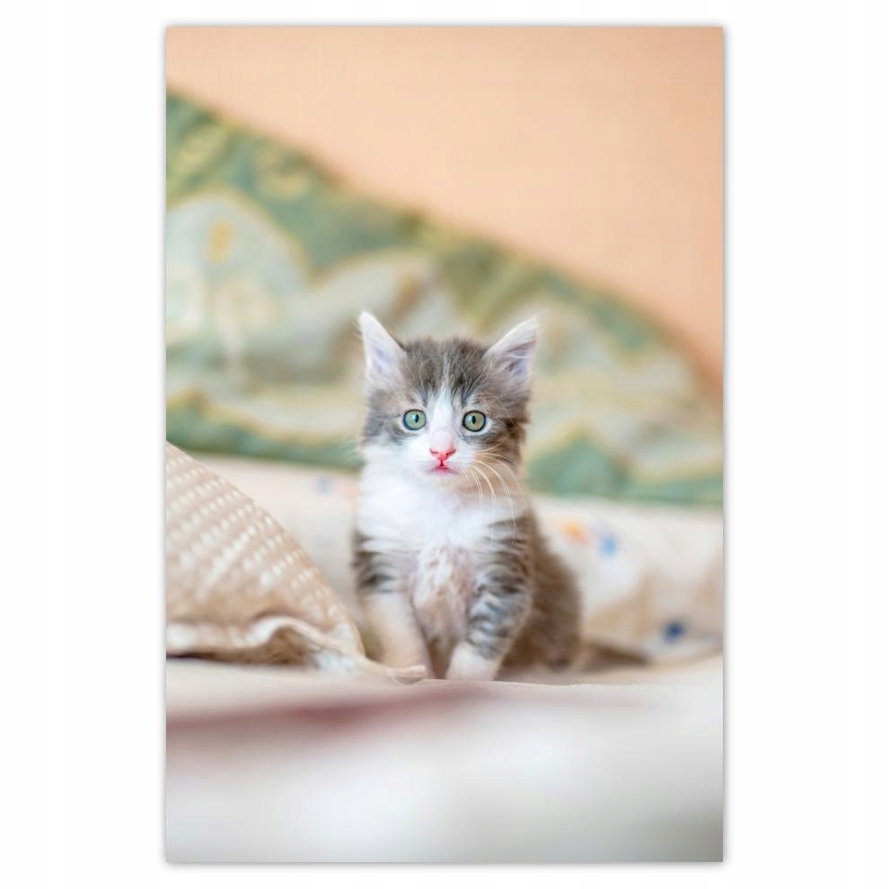 

Plakat 62x93 Kot Kotek Koty Kicia