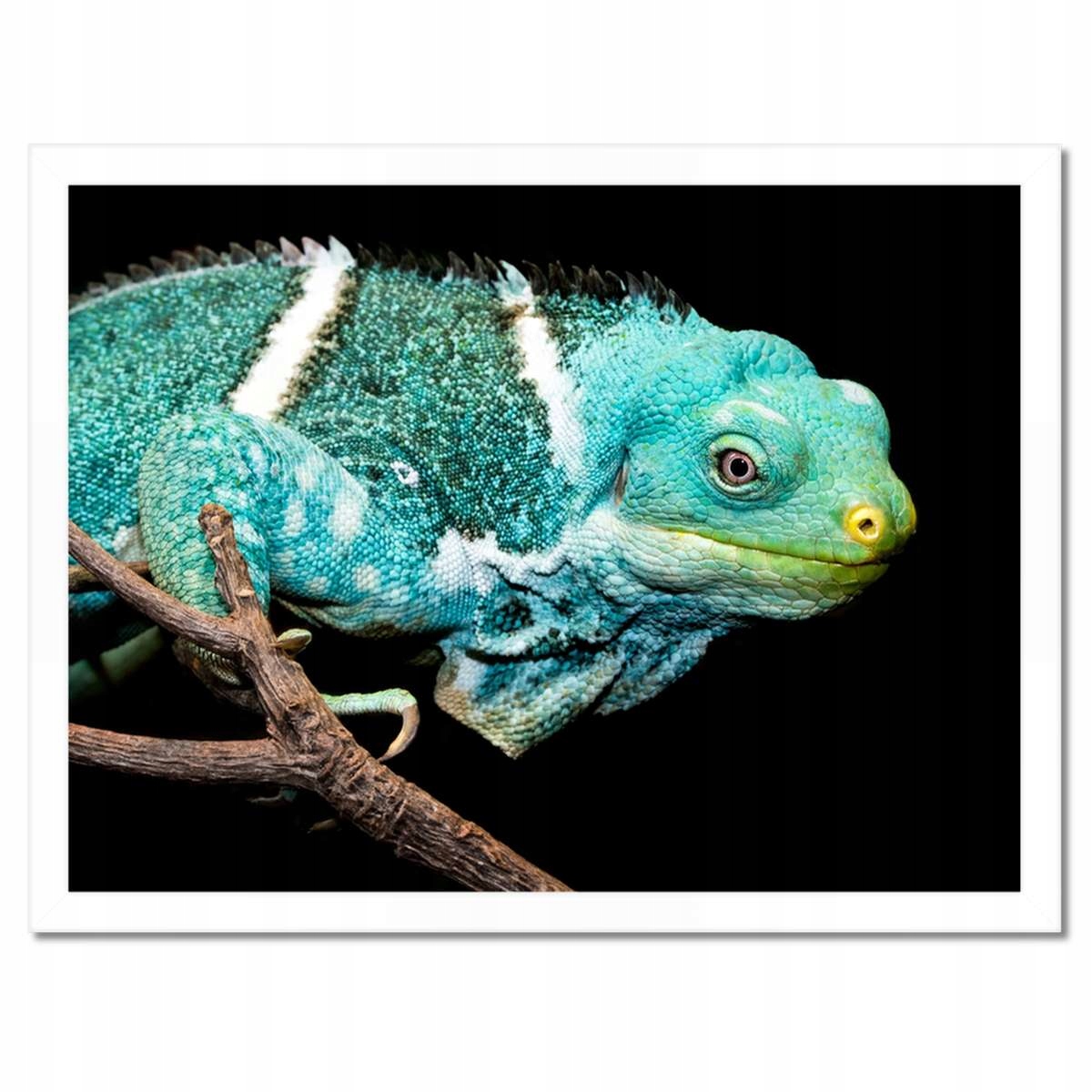 Plakáty v rámu 40x30 Kameleon Ještěrka