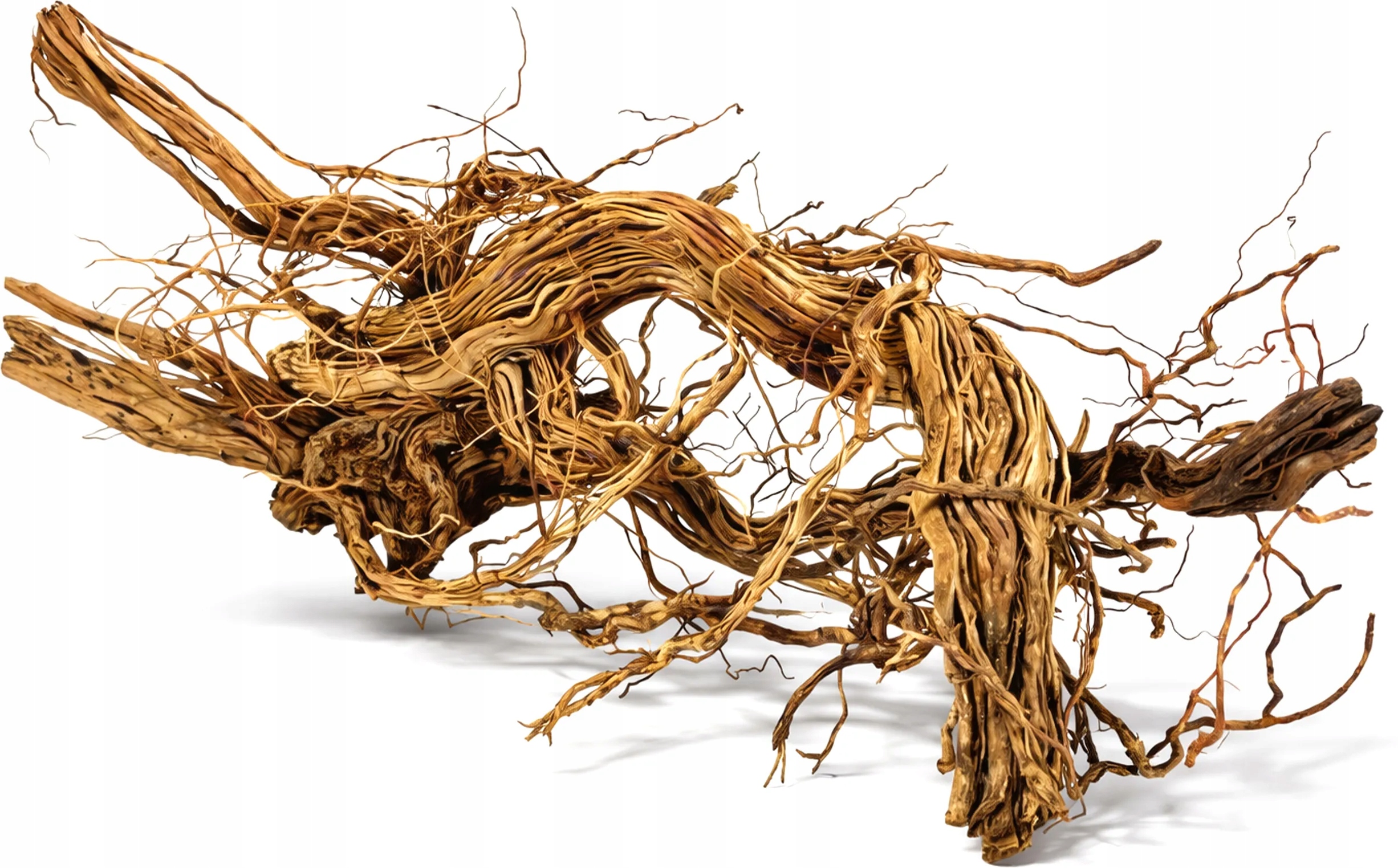 Dragon Wood XXL 60-90 cm 1 sztuka