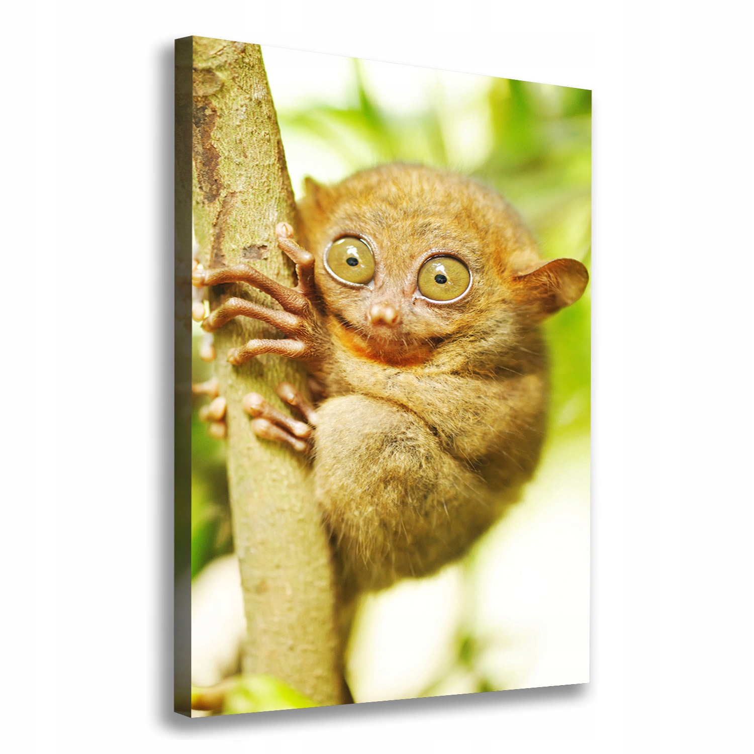 

Foto obraz canvas na ścianę Wyrak upiorny 70x100cm