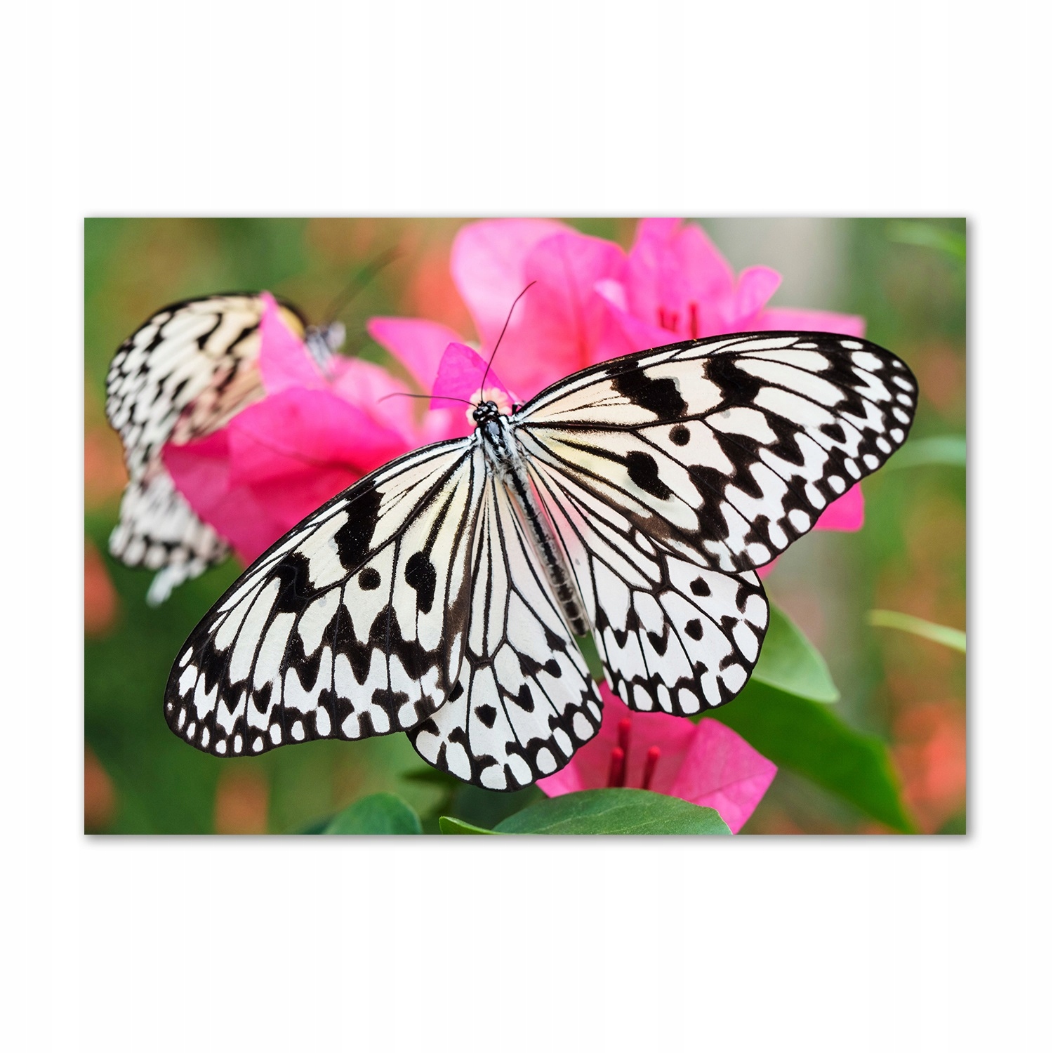 

Foto-obraz szkło akrylowy Motyl na kwiatku 100x70