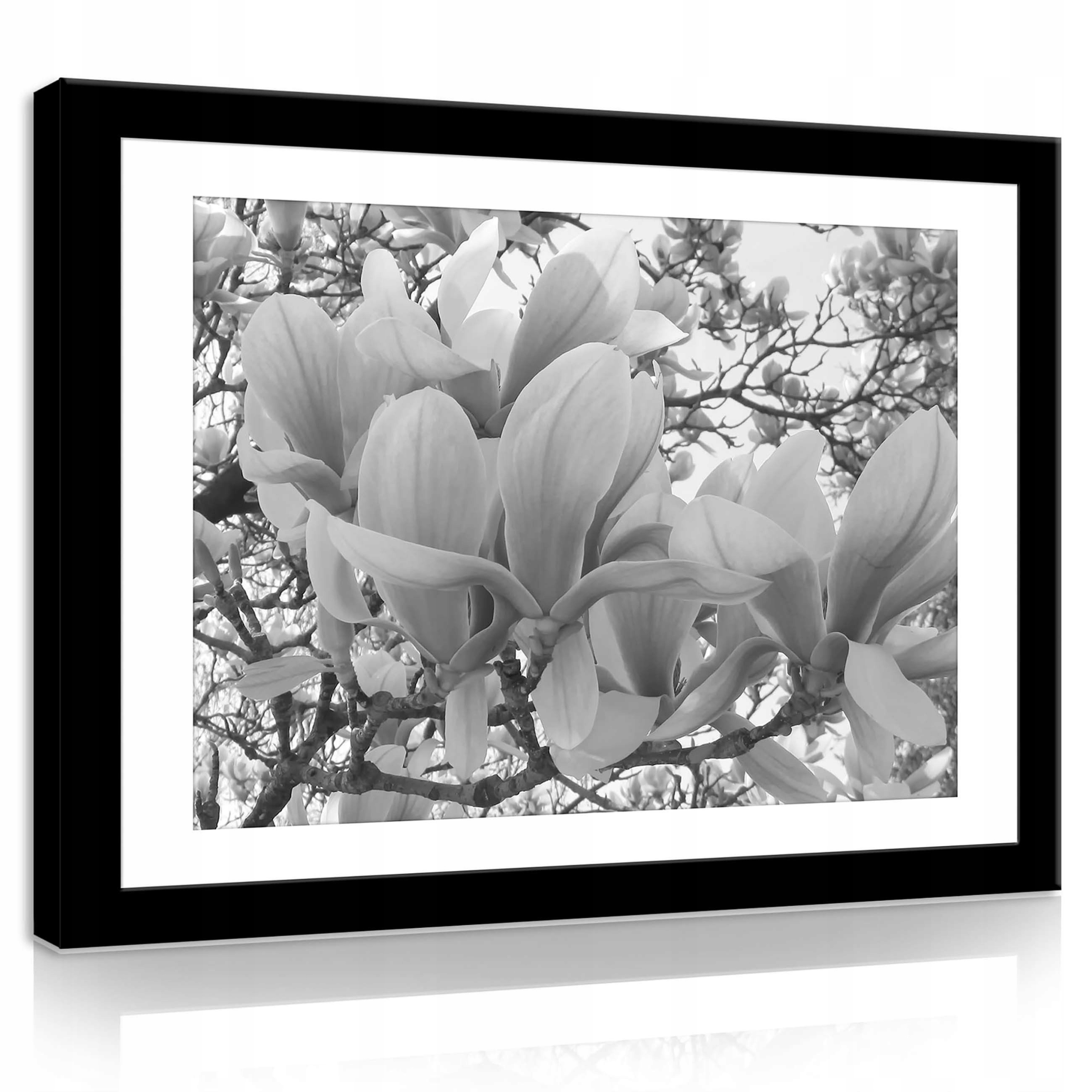 Obraz 70x50 Květiny magnólie flóra příroda elegance klid jaro
