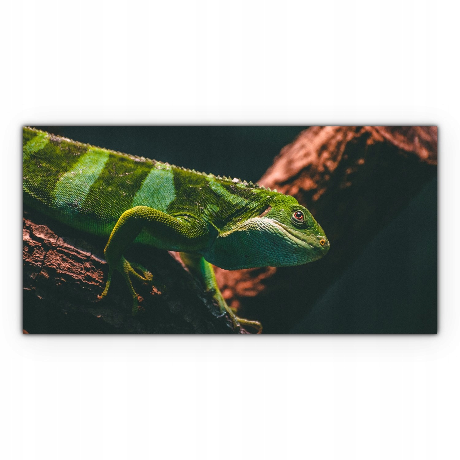 

Obraz płótno z foto 120x60 Iguana Zwierzę Natura