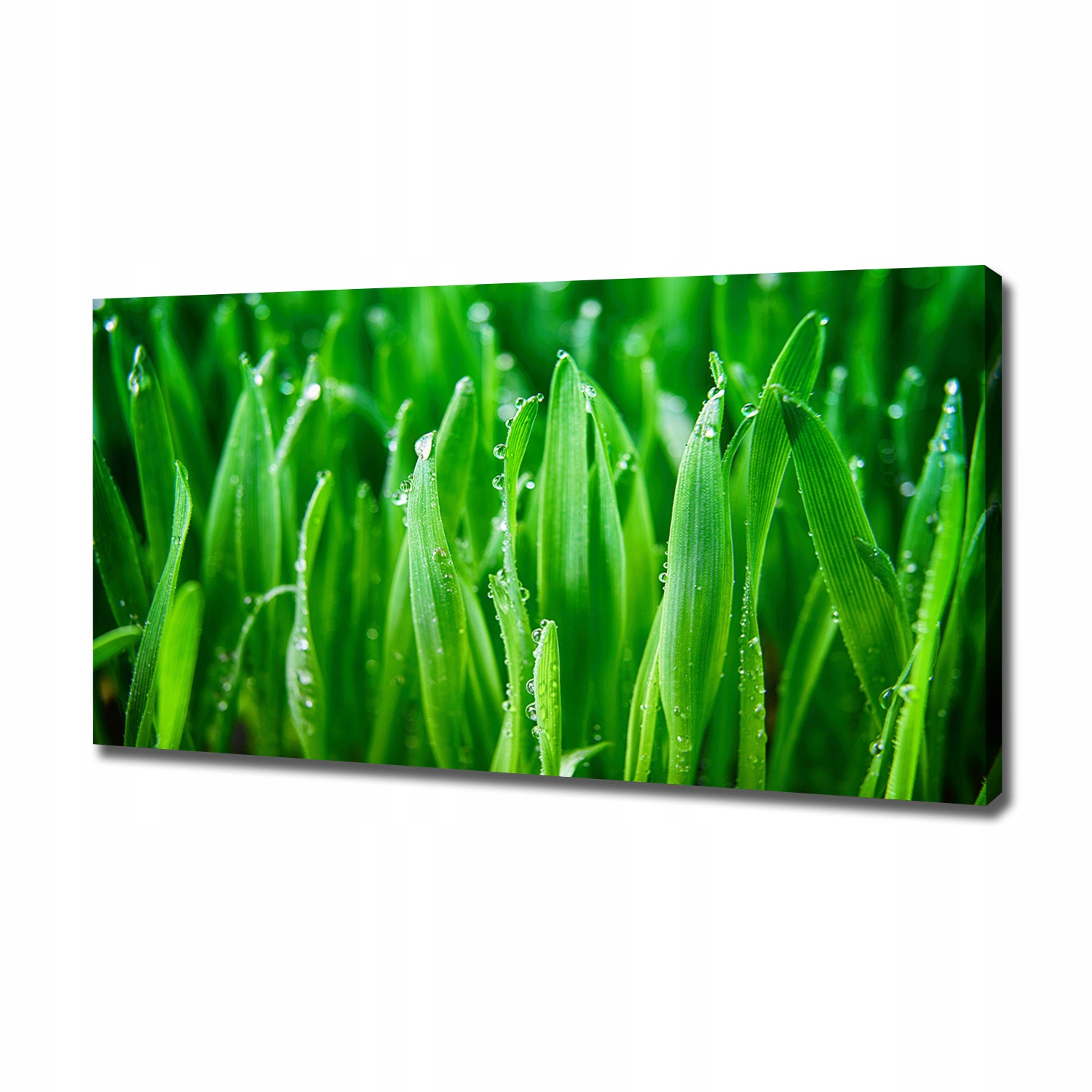 

Foto obraz ze zdjęcia do salonu Trawa 120x60 cm