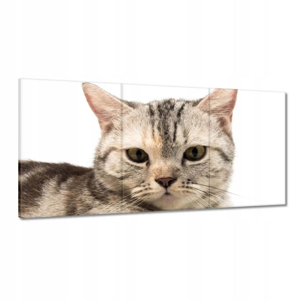 Obrazy 180x90 Mačka Mačičky Mačky Mačiatko