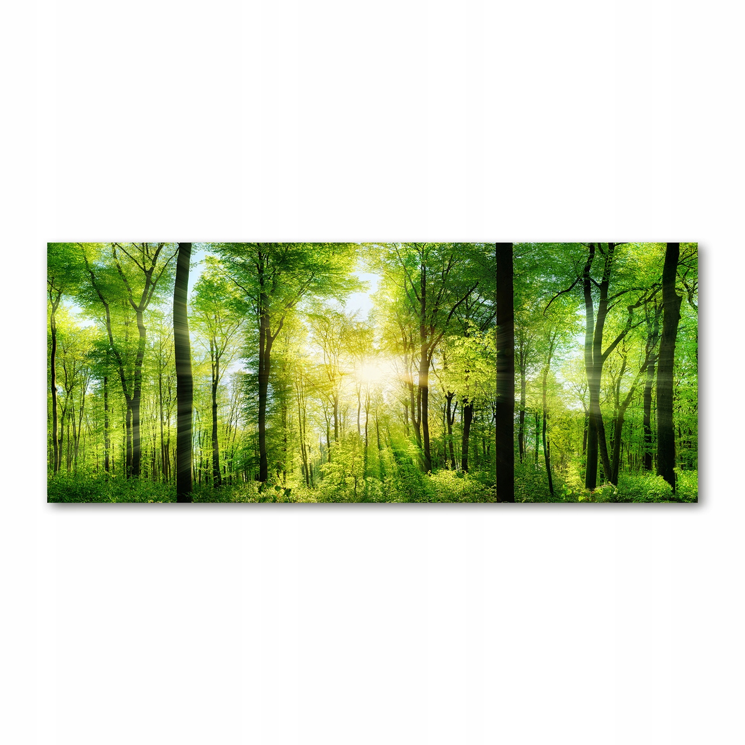 

Foto obraz akryl zdjęcie Las w słońcu 125x50 cm