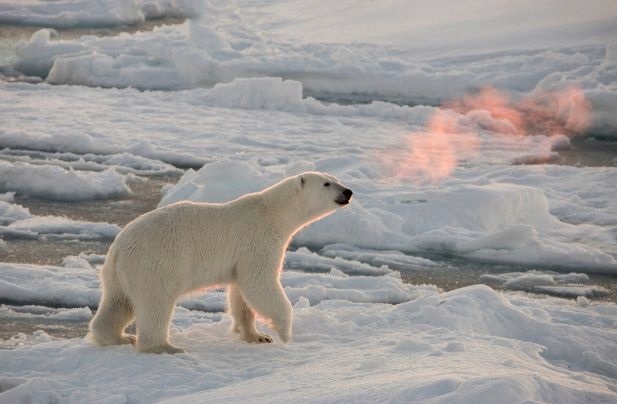 SanDisk EXTREME PRO 256GB 300MB/s karta pamięci SD Format karty SD