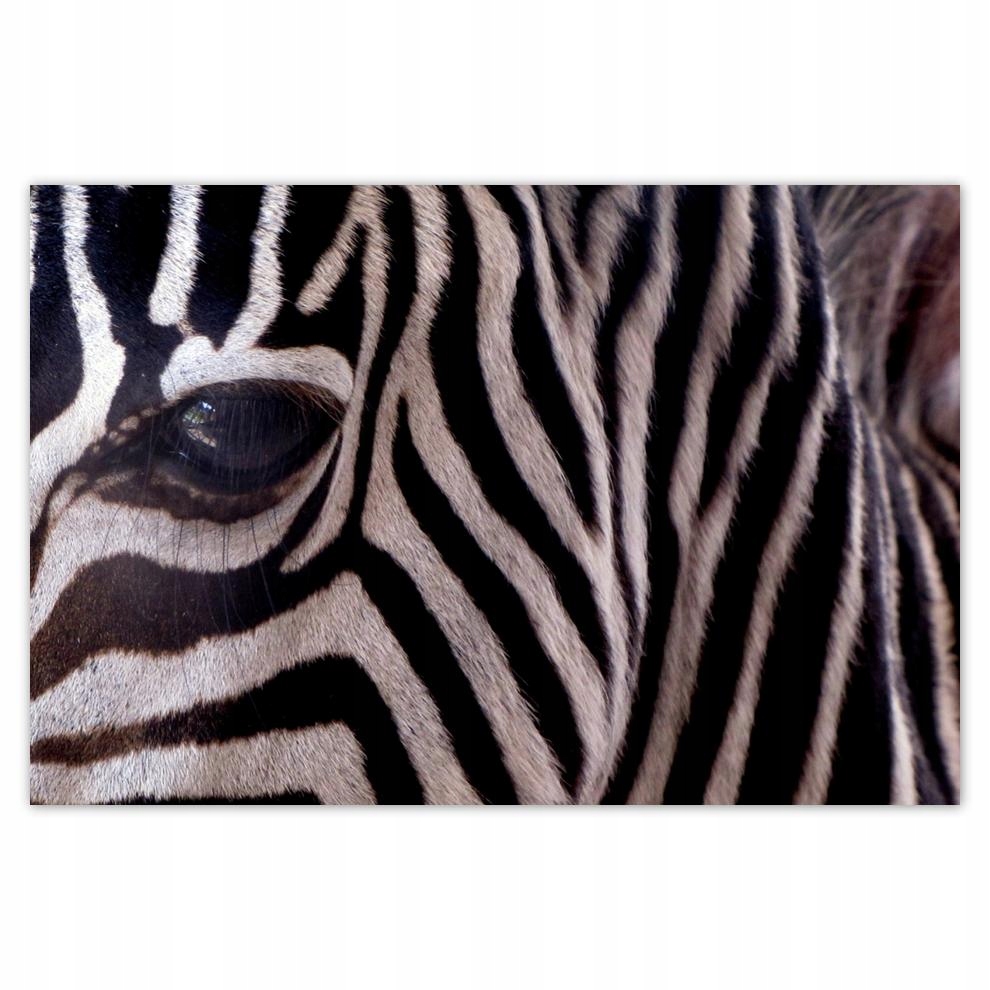 

Plakaty 60x40 Makro fotografia zebra