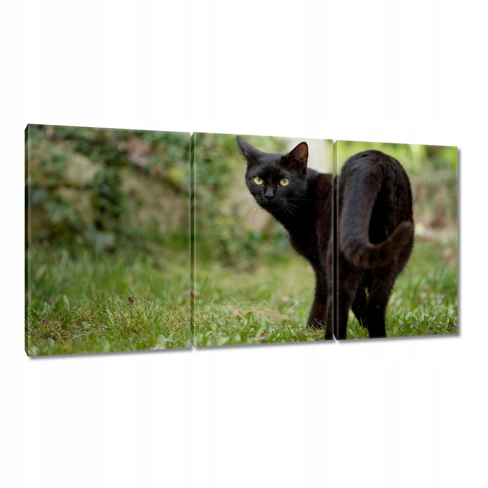 

Obrazy 120x60 Kot Kotek Kotki Kicia