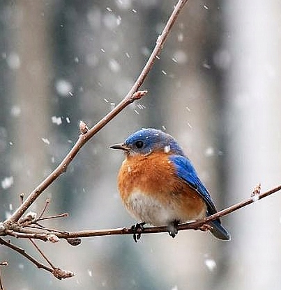 Słonecznik Czarny Karma Ziarno Dla Ptaków 25KG Waga 25 kg