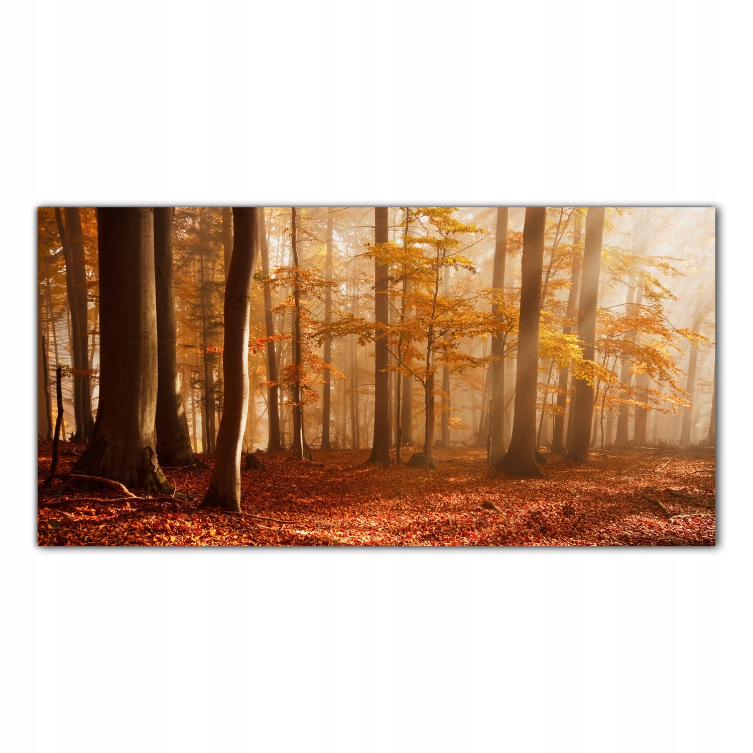 

Obraz Szklany Foto-obraz Jesień Las Drzewa 120x60