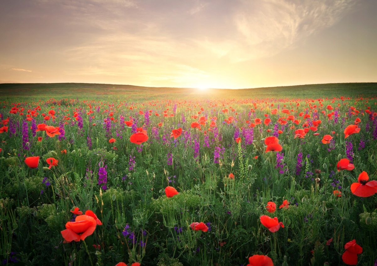 

Tapeta flizelinowa Maki Łąka 312x219