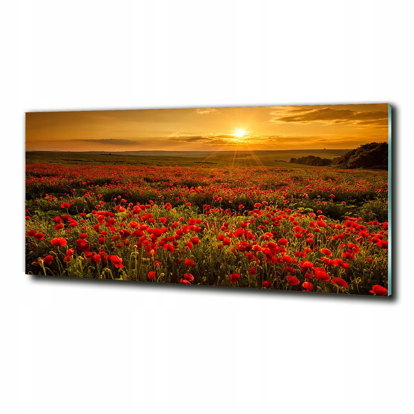 

Foto szklany na ścianę obraz Pole maków 125x50