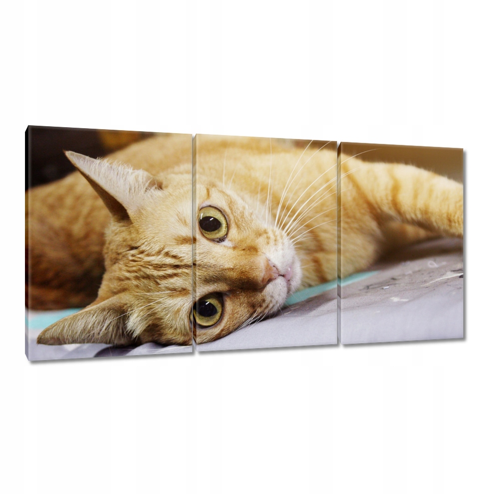 

Obrazy 120x60 Kot Kotek Koty Kicia