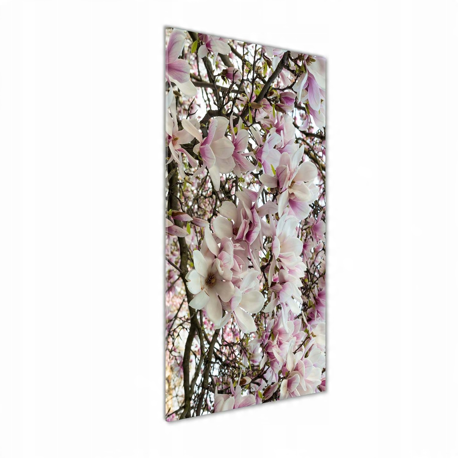 

Foto obraz na szkle pionowy Kwiaty magnolii 50x125