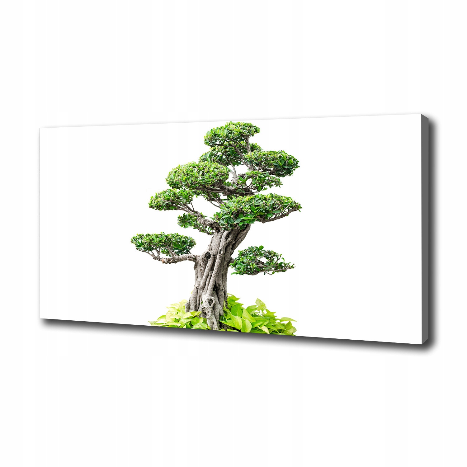 

Foto obraz na płótnie Drzewo bonsai 100x50 cm