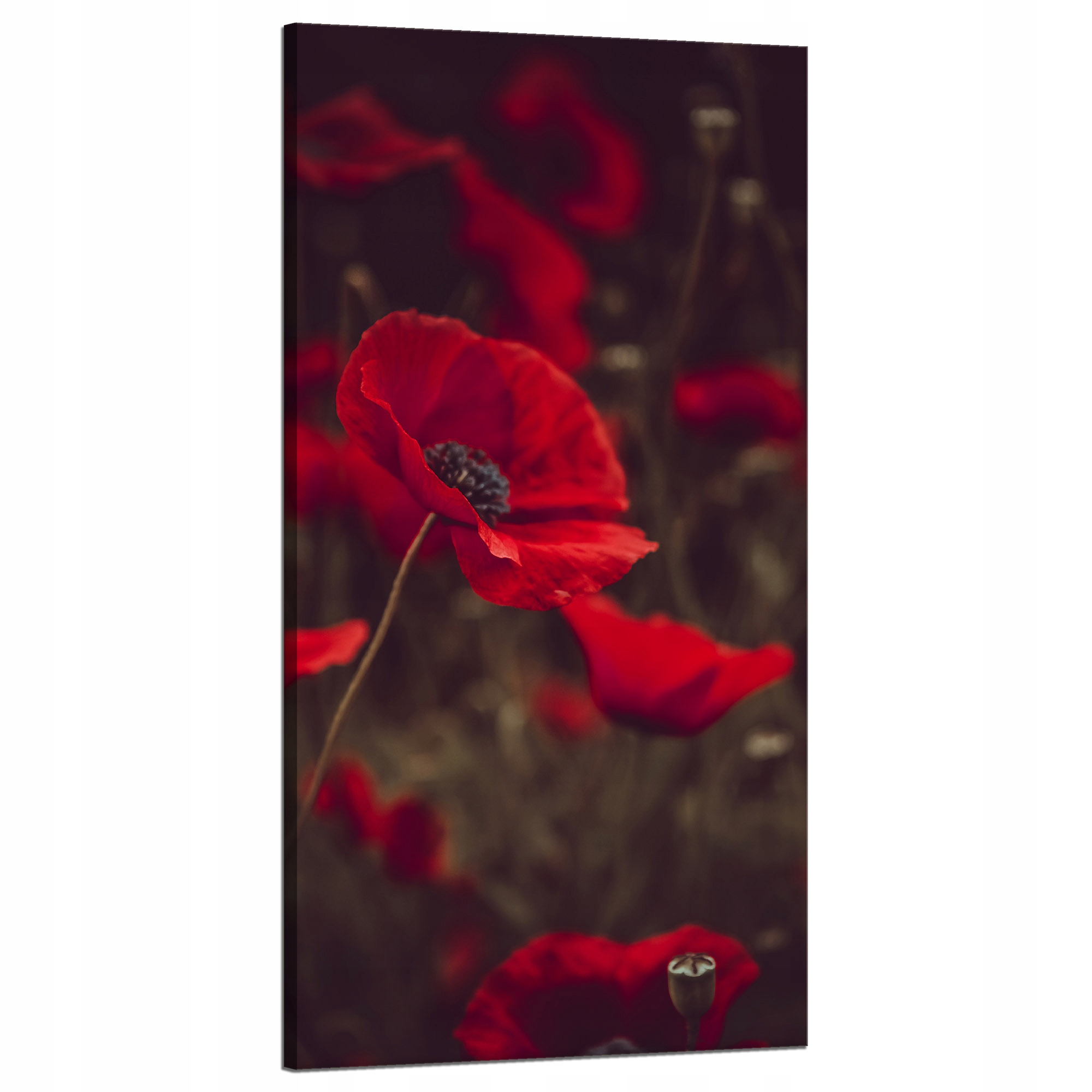 Obraz na plátně Botanika Krvavé máky 60x120 cm