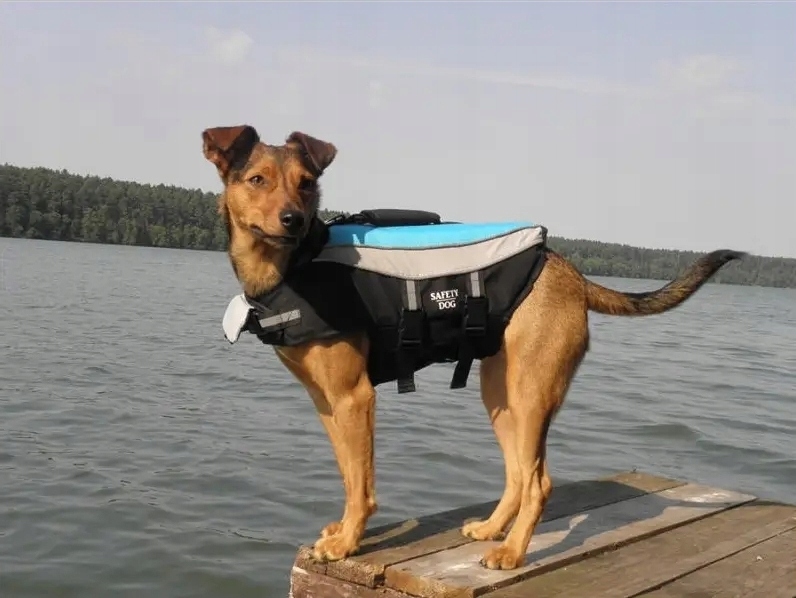 Kamizelka Kapok dla psa Aquarius Pupil II M 8-15kg WEJHEROWO SUP Marka Aquarius