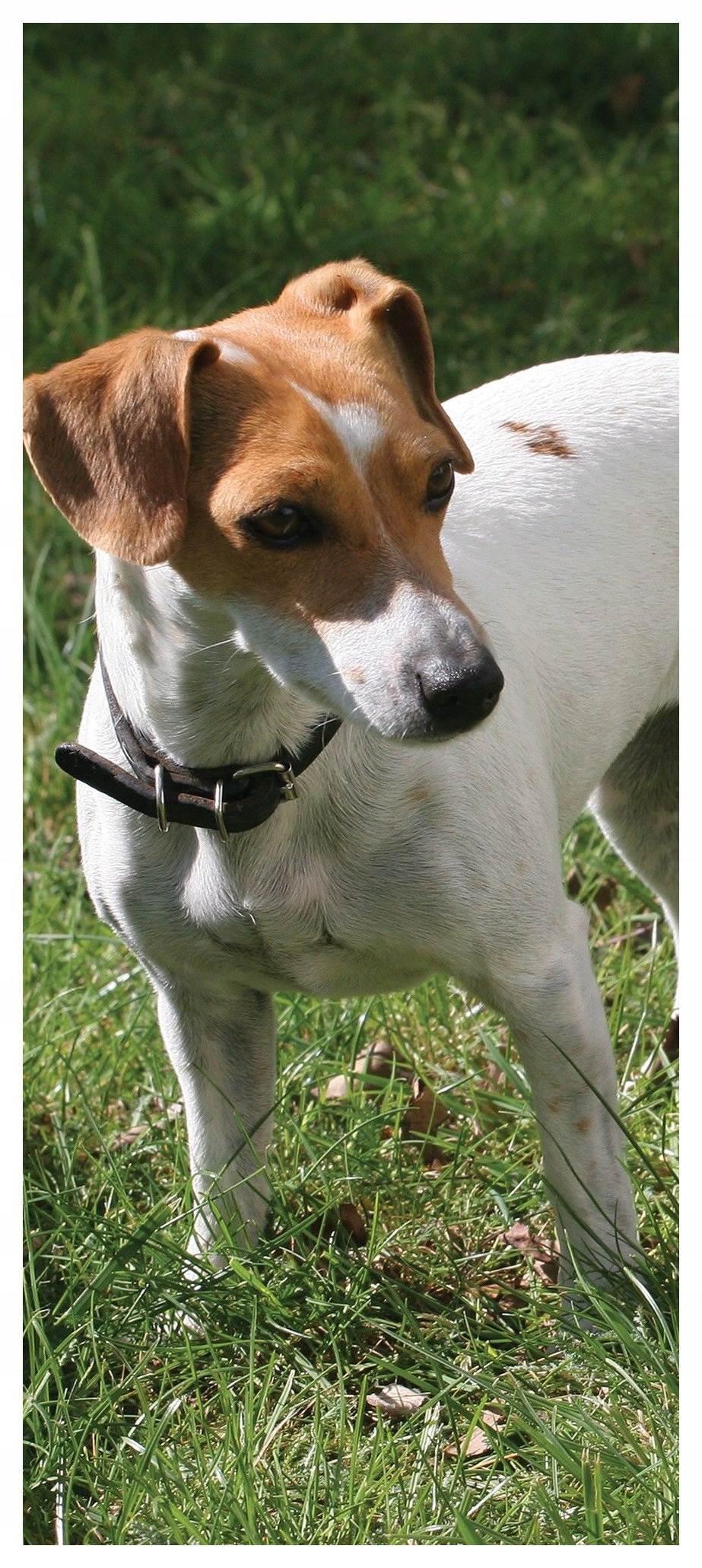 Samolepka Fototapeta Jack Russell Teriér radostný pes zeleň 91x211