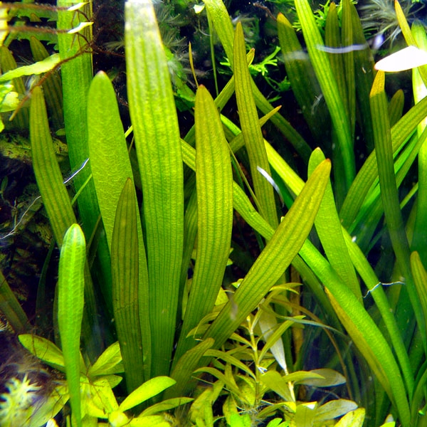 Sagittaria platyphylla (Strzałka szerokolistna) - RA koszyk XXL