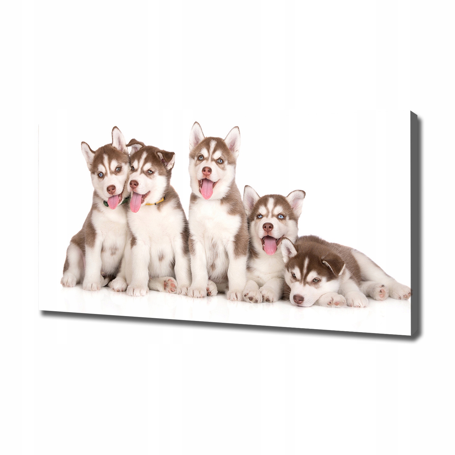 

Obraz canvas do salonu Szczeniaki Husky 120x60 cm