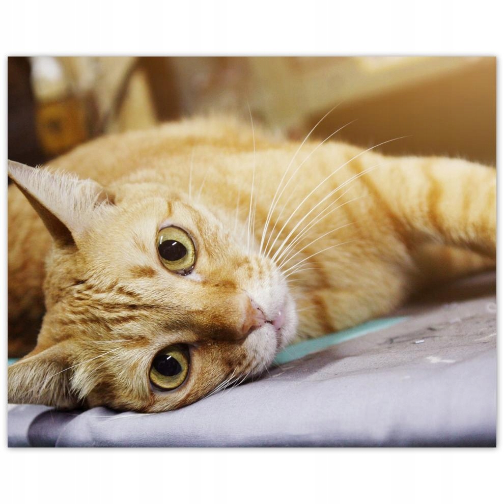 

Plakat 50x40 Kot Kotek Koty Kicia
