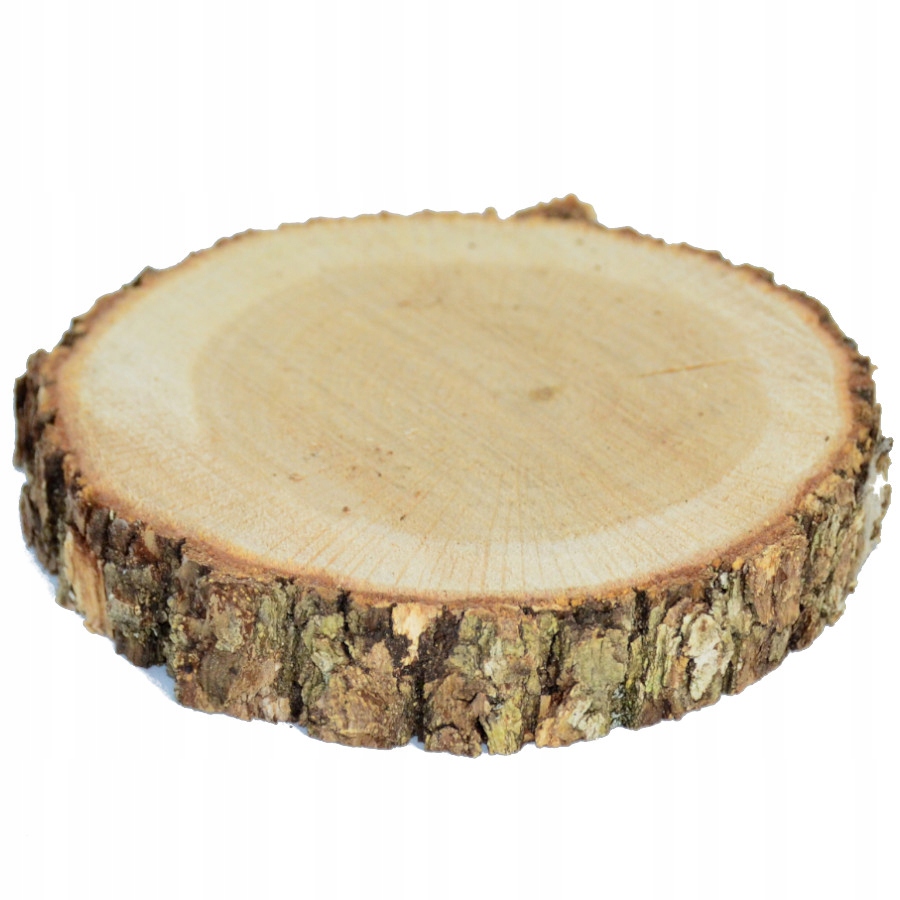 

Plaster drewna dębowego 1szt. baza 12-14cm Dąb