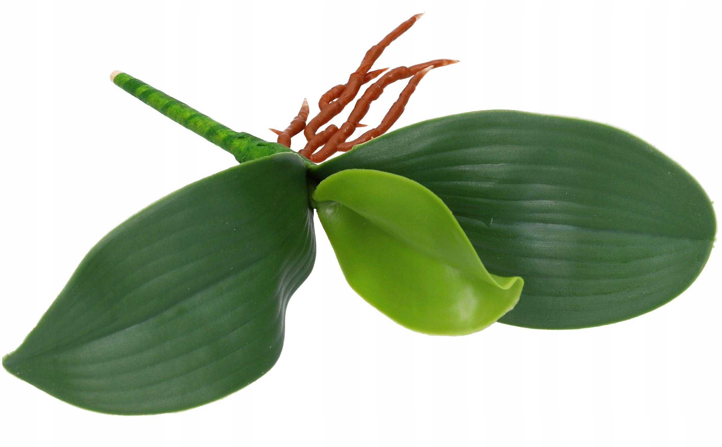 LIŚCIE DO STORCZYKA GUMOWANE KORZENIE SZTUCZNE JAK ŻYWE LUX Typ storczyk