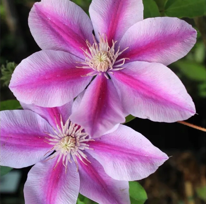 Powojnik Clematis YUAN