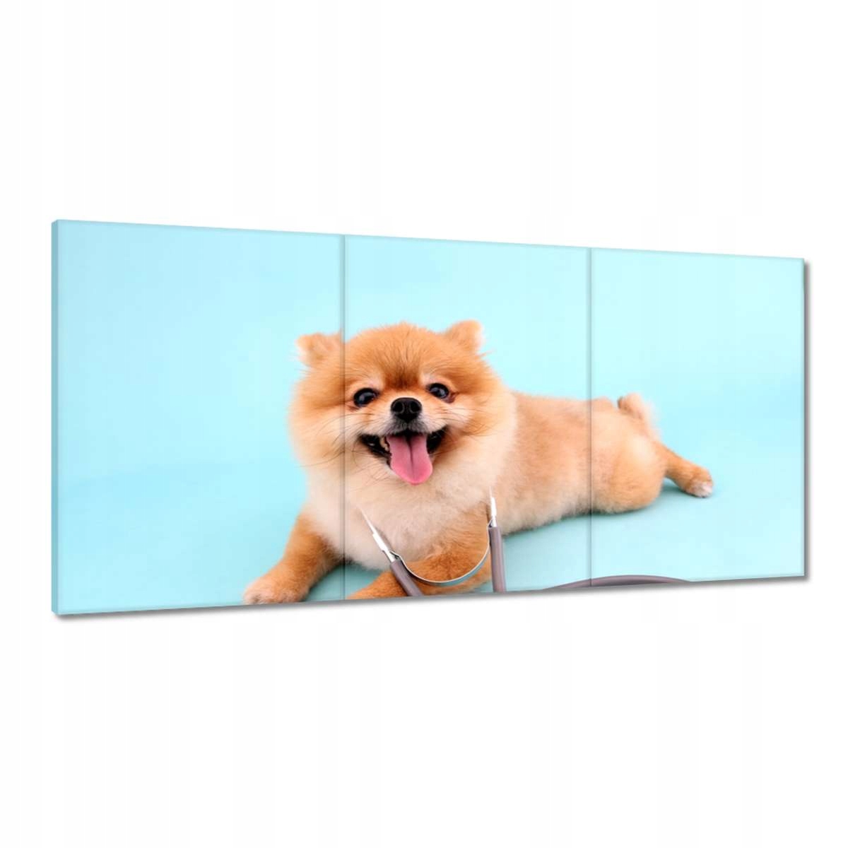 Obrazy 180x90 Pes so stetoskopom